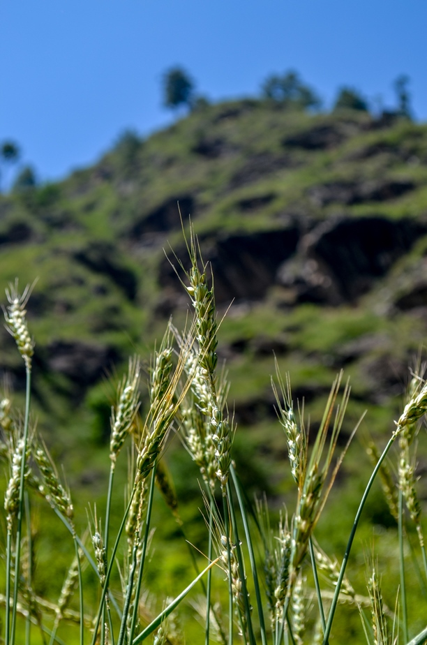 Photo of Kasol-Kheerganga Trek in Parvati Valley 16/56 by Soumitra Mitra