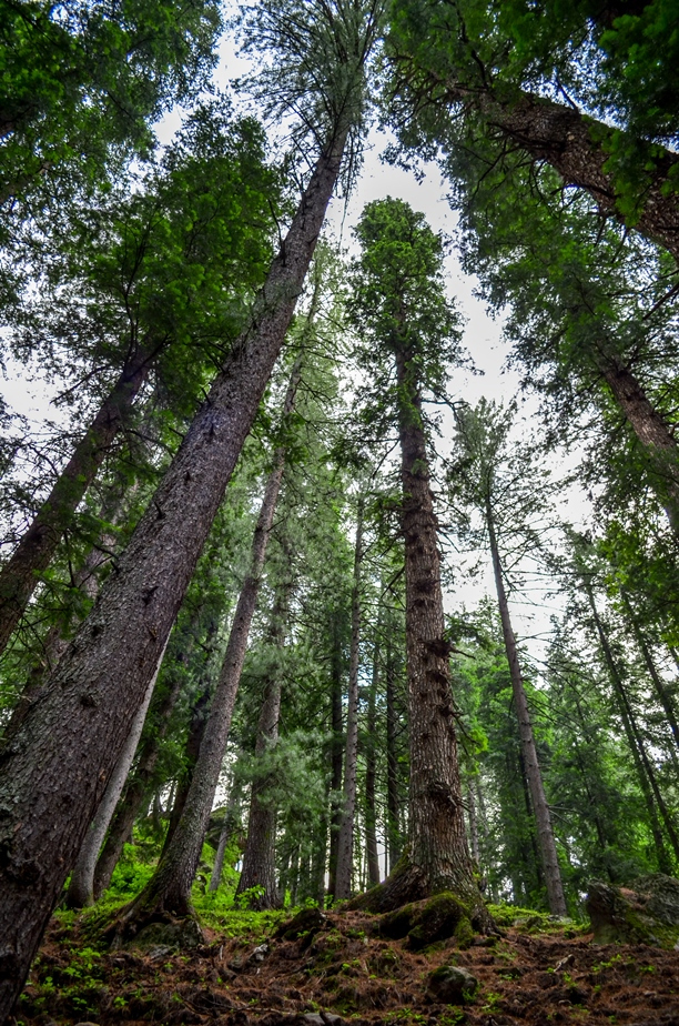 Photo of Kasol-Kheerganga Trek in Parvati Valley 39/56 by Soumitra Mitra
