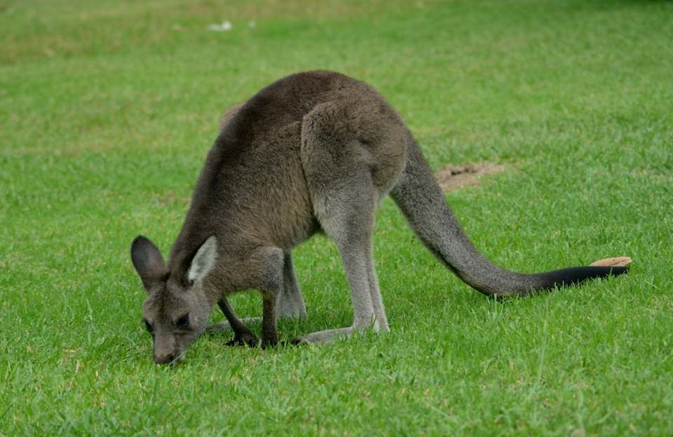 Photo of Must go day trips when in Sydney by Yashaswini Dwarakinath