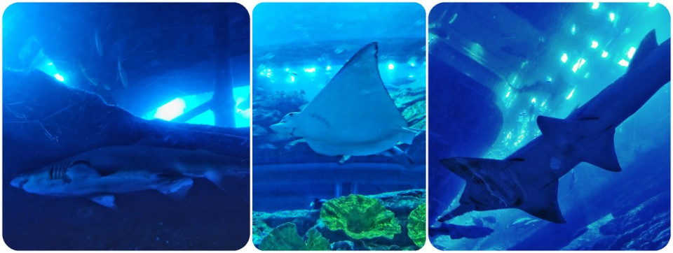 Photo of Dubai Aquarium & Underwater Zoo - Dubai - United Arab Emirates by Neha Kadam