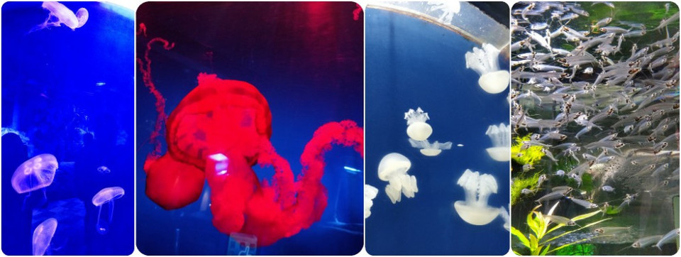 Photo of Dubai Aquarium & Underwater Zoo - Dubai - United Arab Emirates by Neha Kadam