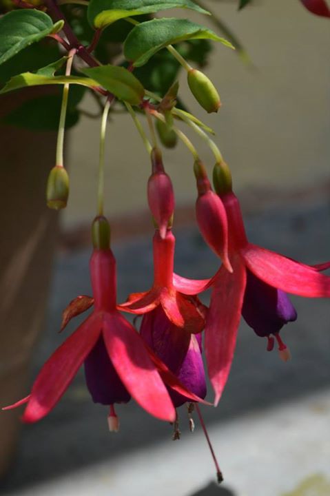 Photo of Munsyari, India by Nakul Anand