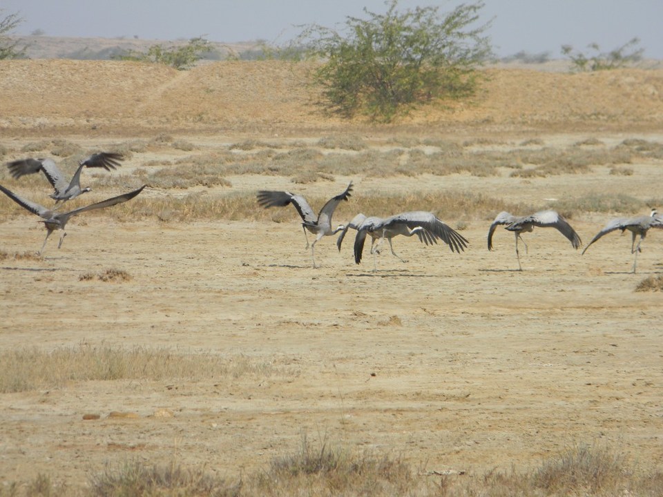 Photo of Dating Kutch & Gir - The Topsy Turvy Way by Himani Chandorkar