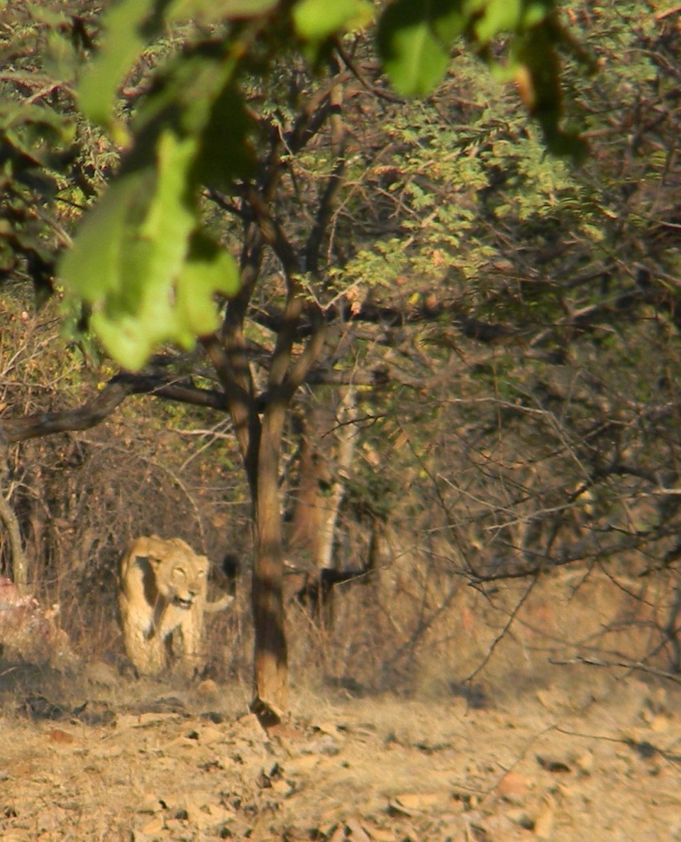 Photo of Dating Kutch & Gir - The Topsy Turvy Way by Himani Chandorkar