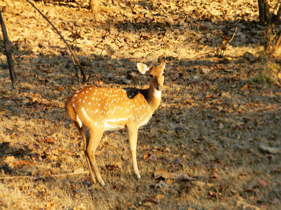 Photo of Dating Kutch & Gir - The Topsy Turvy Way by Himani Chandorkar