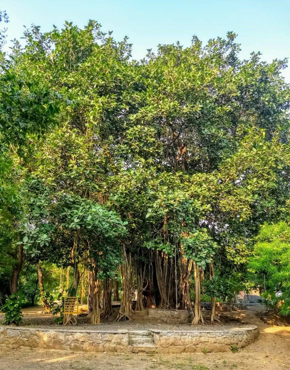 Photo of Reva Forest Homestay - A treat for the soul - A weekend getaway from Vadodara #offbeatgetaway 5/10 by Himani Chandorkar
