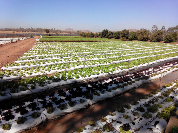 Photo of Farm Tour - What Is So Different About Green Tokri Farms? 1/10 by Neha Makdey