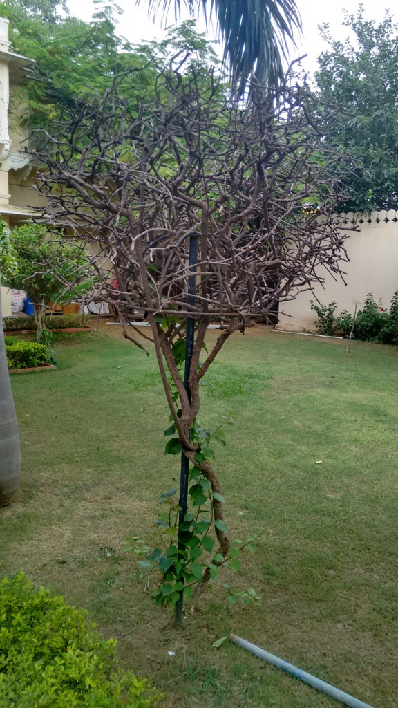 Photo of 6 Reasons Why You Must Stay At A Jaipur Haveli 11/12 by Neha Makdey
