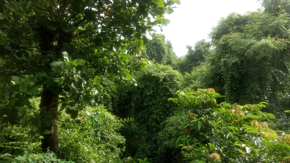 Photo of Jungle hostel annexe, Vagator Beach Road, Coutinho Vaddo, Vagator, Goa, India by Prashant Srivastava