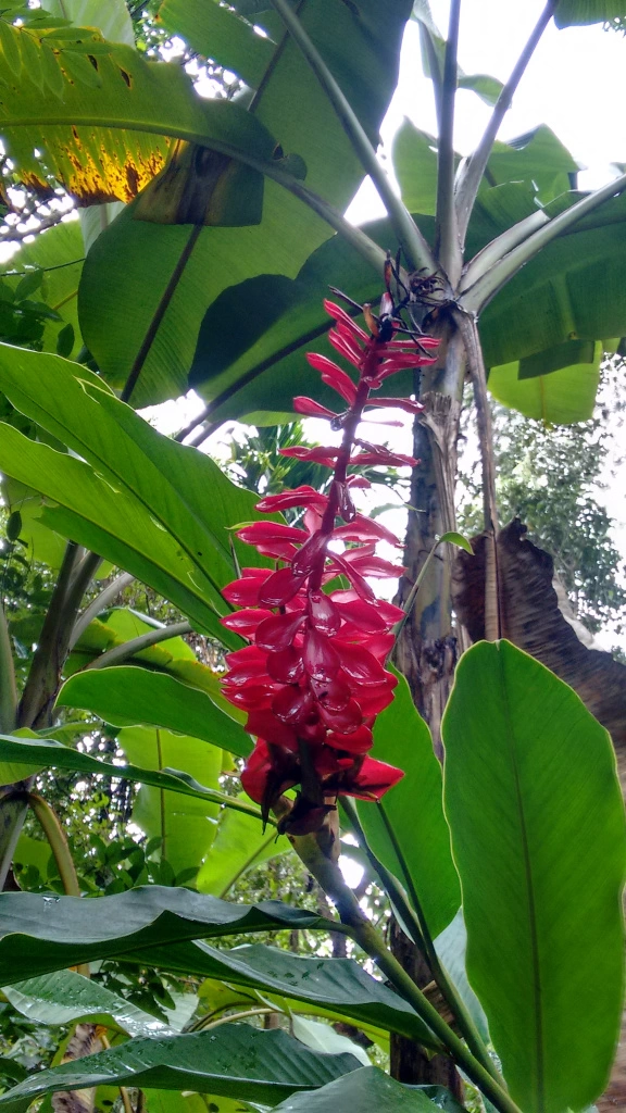 Photo of Tropical Spice Plantation, Querim, Goa, India by Prashant Srivastava