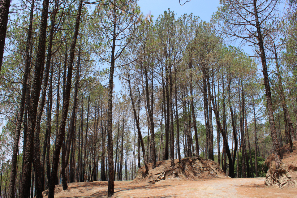 Photo of Binsar Wildlife Sanctuary, Binsar, Uttarakhand, India by Prashant Srivastava