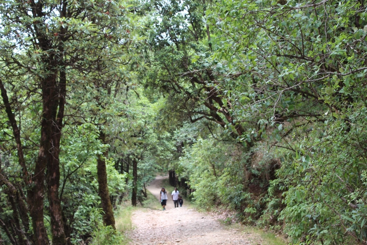 Photo of Binsar Wildlife Sanctuary, Binsar, Uttarakhand, India by Prashant Srivastava