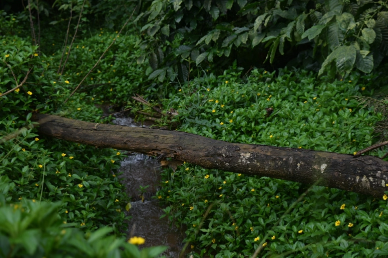 Photo of Disconnect and let the Wild sink in at Coorg (Kodagu) by Pratiksha Mohanty