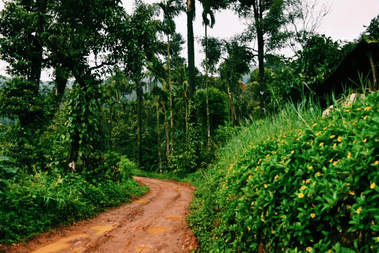 Photo of Disconnect and let the Wild sink in at Coorg (Kodagu) by Pratiksha Mohanty