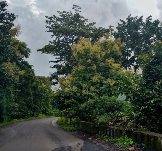 Photo of Wilson Hills (Hill Station), Valsad, Gujarat, India by Tanisha Guin