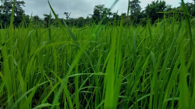 Photo of Vikramgad, Maharashtra, India by Tanisha Guin