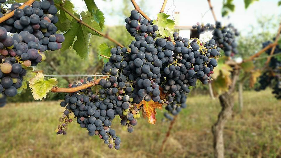 Photo of Weekend in the Italian Countryside 1/4 by Mary Hitselberger
