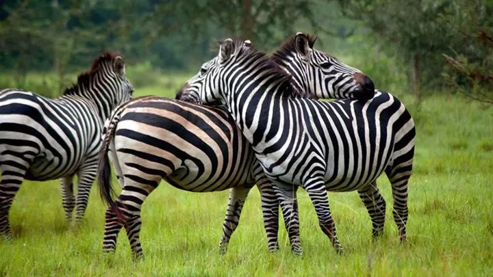 Photo of Uganda by Agnes Mirembe