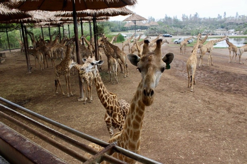 Photo of Safari World, Thanon Panya Intra, Sam Wa Tawan Tok, Khlong Sam Wa, Bangkok, Thailand by Shilpa Arora
