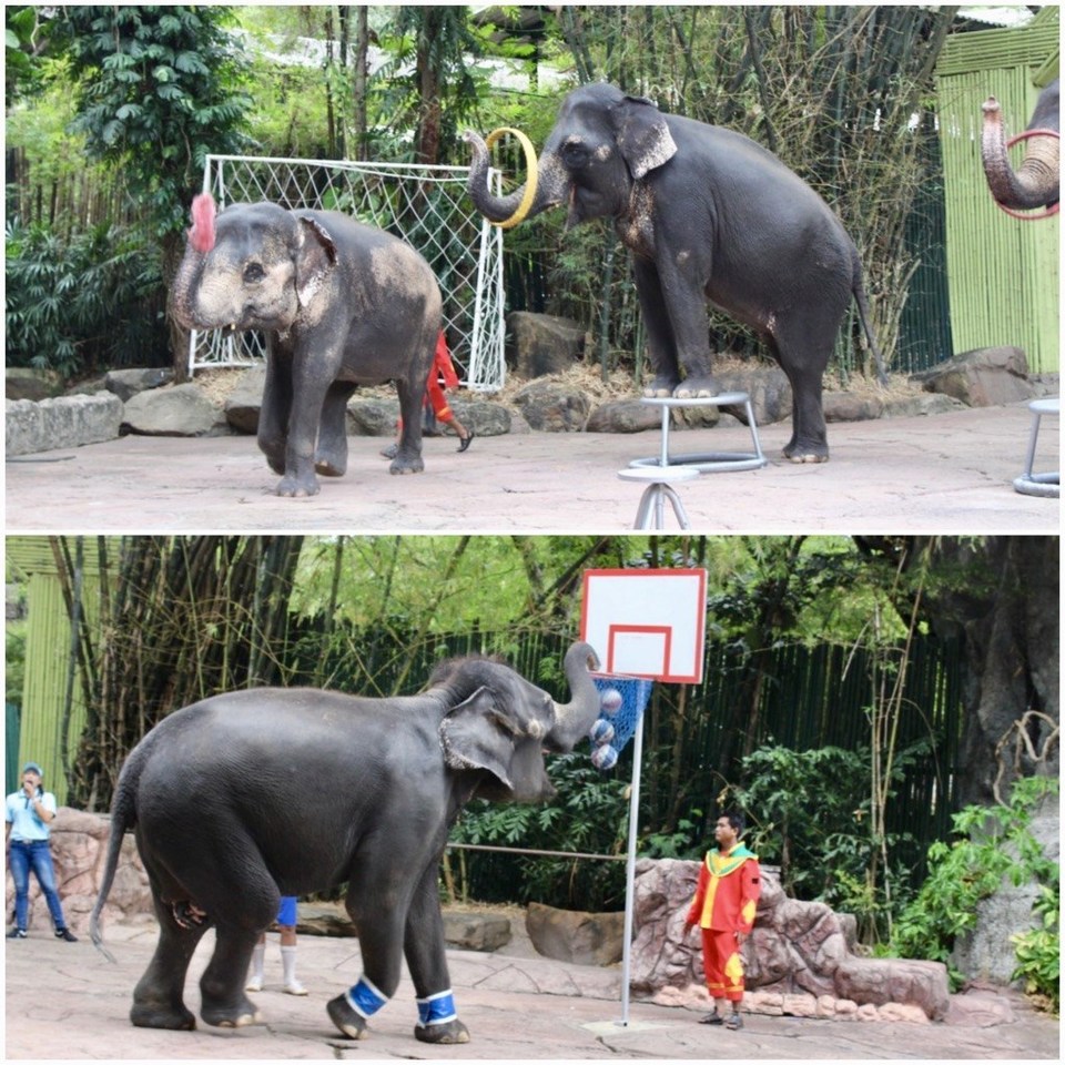Photo of Safari World, Thanon Panya Intra, Sam Wa Tawan Tok, Khlong Sam Wa, Bangkok, Thailand by Shilpa Arora