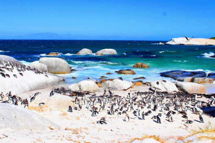 Photo of SOLO TRAVEL TO SOUTH AFRICA,ZIMBABWE AND ZAMBIA 12/29 by Uddipan Halder