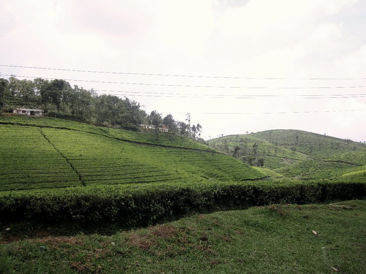Photo of Enchanting Munnar 1/1 by Swaroop Saju