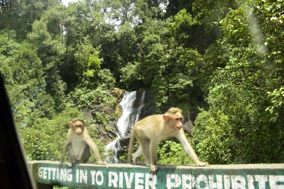 Photo of Visit to hanumana gundi and Kadambi waterfalls 22/26 by Manju Nath
