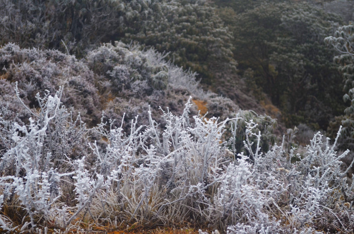 Photo of Sandakphu-Phalut Winter Trek 23/26 by Chandro Samadder