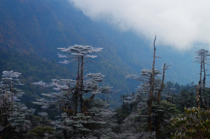Photo of Sandakphu-Phalut Winter Trek 22/26 by Chandro Samadder