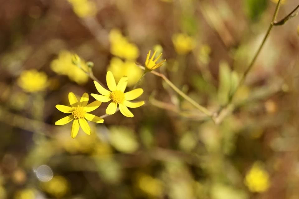 Photo of Mahabaleshwar, Maharashtra, India by Sravan Yadav