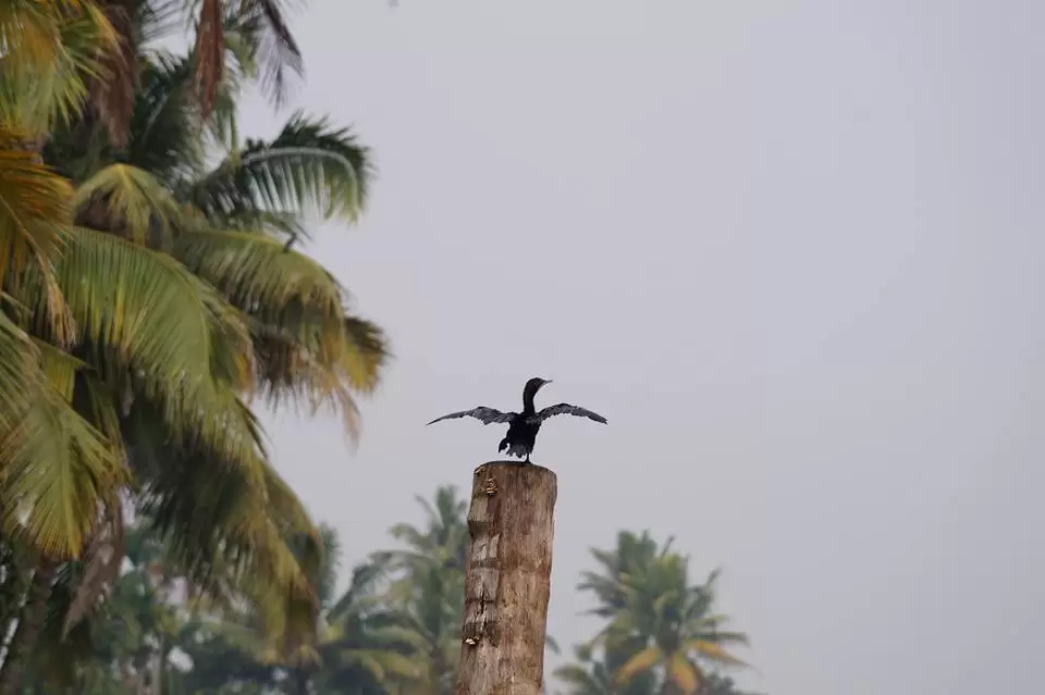 Photo of Alappuzha, Kerala, India by Sravan Yadav