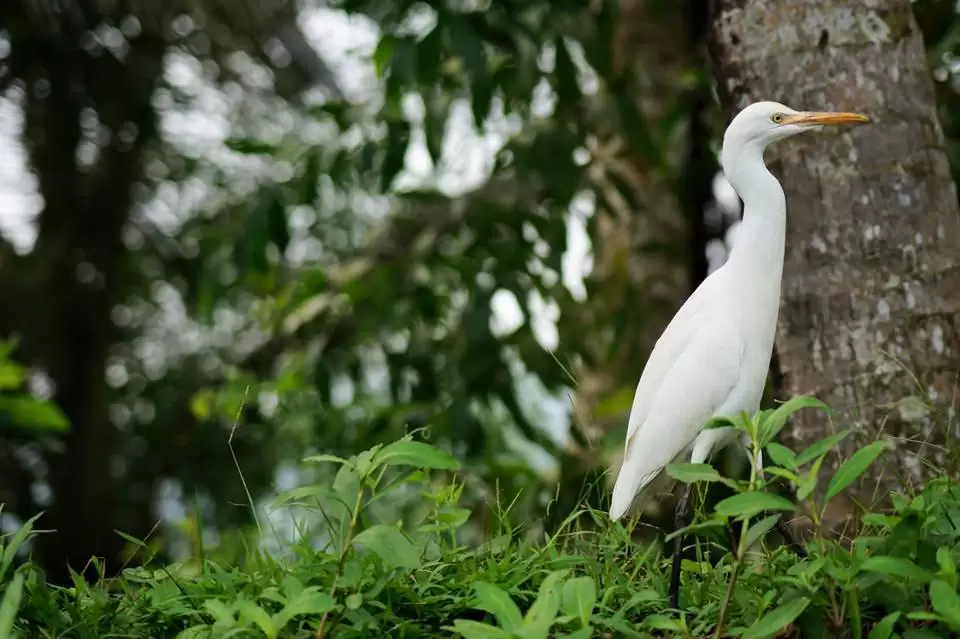 Photo of Alappuzha, Kerala, India by Sravan Yadav