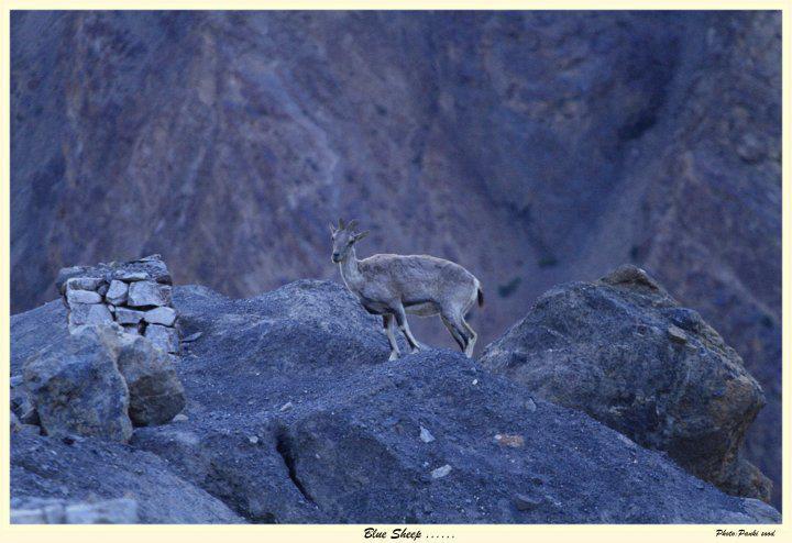 Photo of Spiti Magic continues...2012 july by Panki Sood