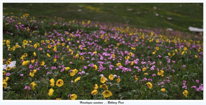 Photo of Spiti Magic continues...2012 july by Panki Sood