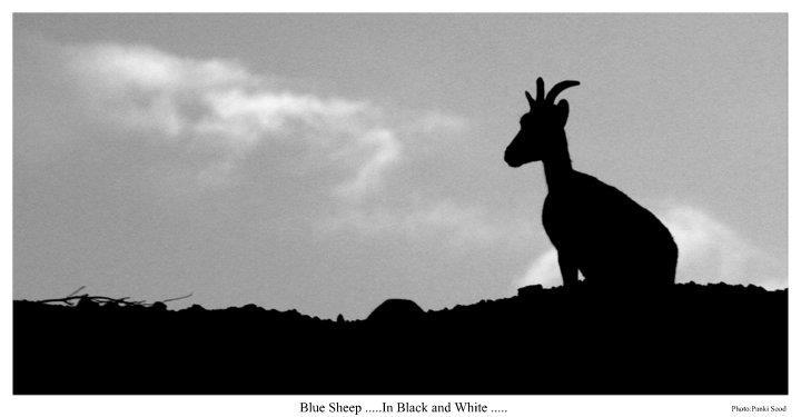 Photo of Spiti Magic continues...2012 july by Panki Sood