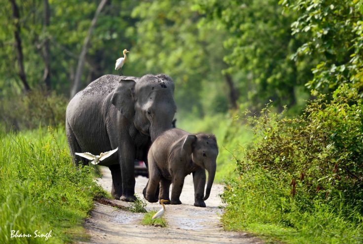 Photo of Kaziranga National Park, Assam, India by Bhanu Singh