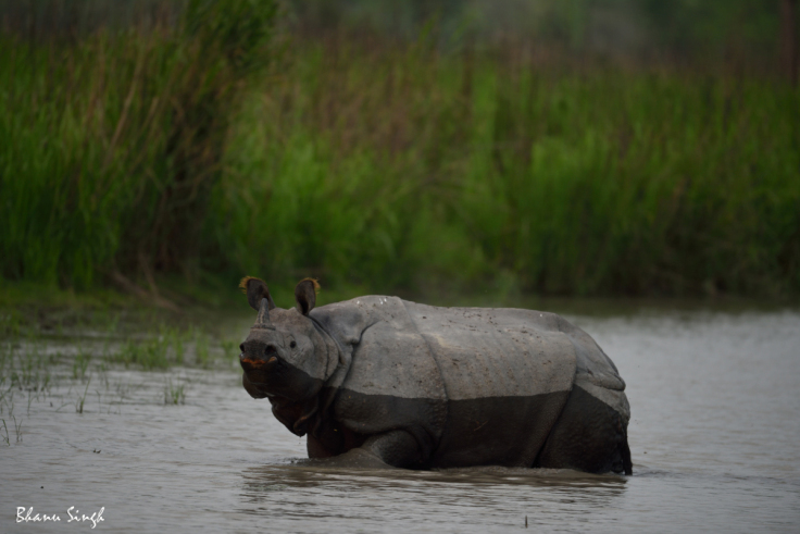 Photo of Kaziranga National Park, Assam, India by Bhanu Singh