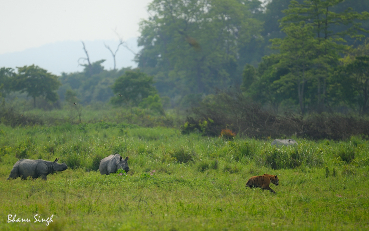 Photo of The Game of Luck by Bhanu Singh