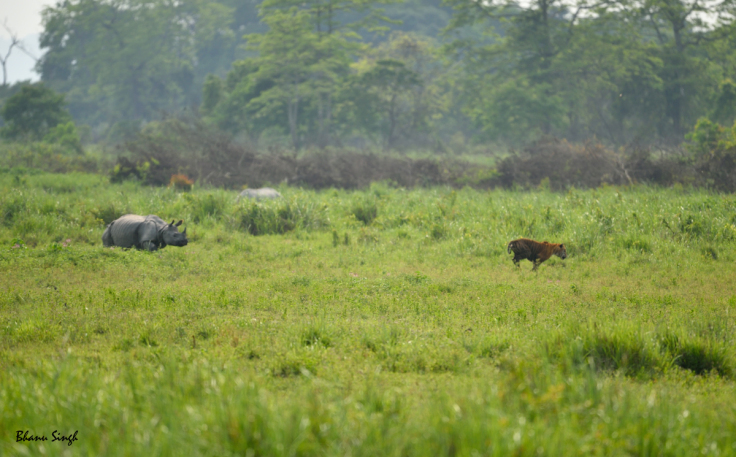 Photo of The Game of Luck by Bhanu Singh