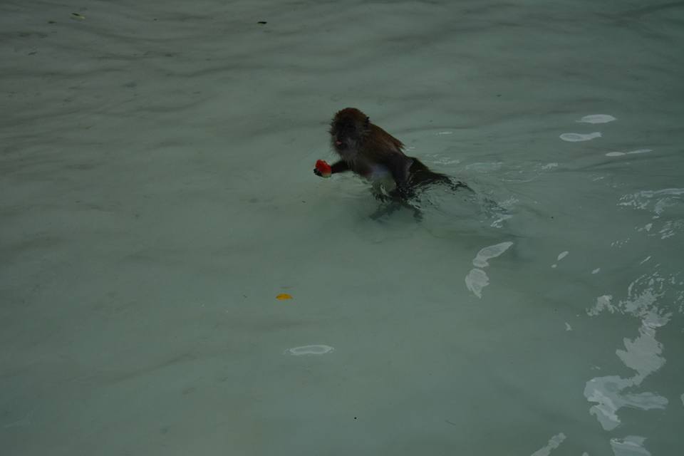 Photo of Backpacking in Thailand 26/39 by NIKHIL JAIN