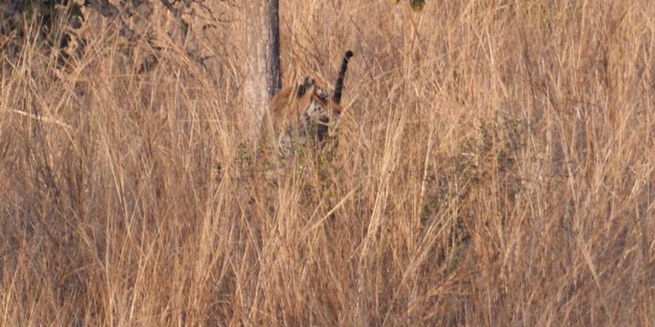 Photo of Pench National Park, Madhya Pradesh, India by Amrita Das
