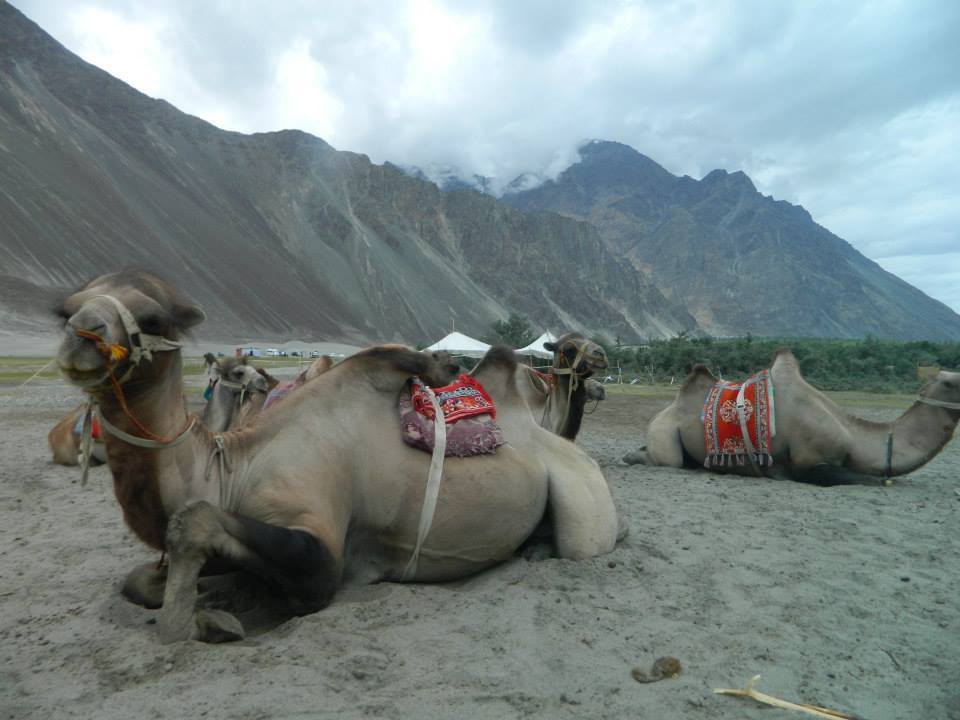 Photo of Nubra Valley (INDIA)- Heaven beyond a Heaven by SHIMOJ