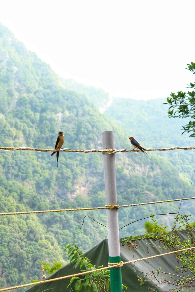 Photo of Pangot, Uttarakhand, India by Neelima aggarwal