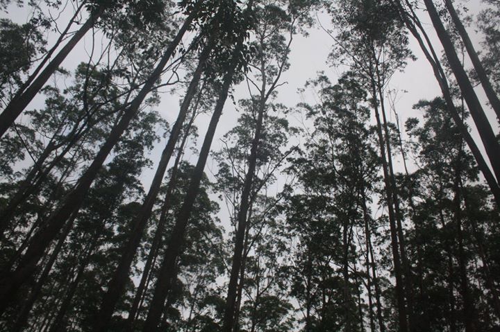 Photo of Wayanad , The Green Paradise by Shantanu Subramanian
