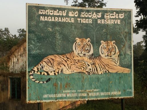Photo of India: Safari - You Don't See Tiger, Tiger Sees You! 1/1 by tanya.korteling