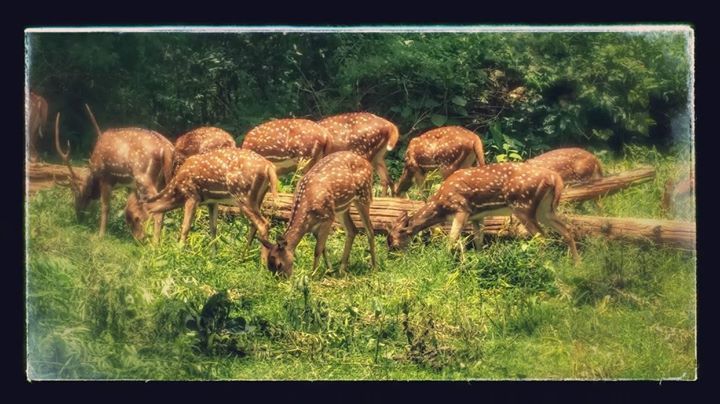 Photo of Thirunelly, Wayanad, Kerala, India by মুনমুন শান্তনু