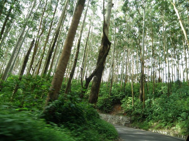 Photo of Ooty, Tamil Nadu, India by Poulomi Roy