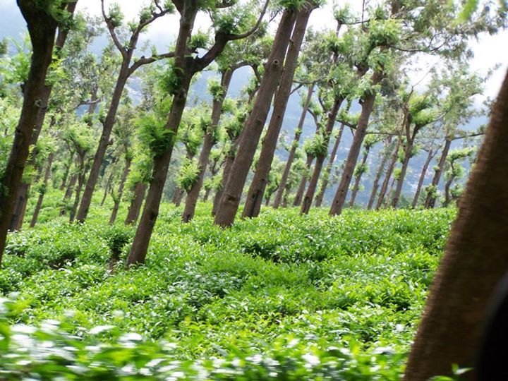 Photo of Ooty, Tamil Nadu, India by Poulomi Roy
