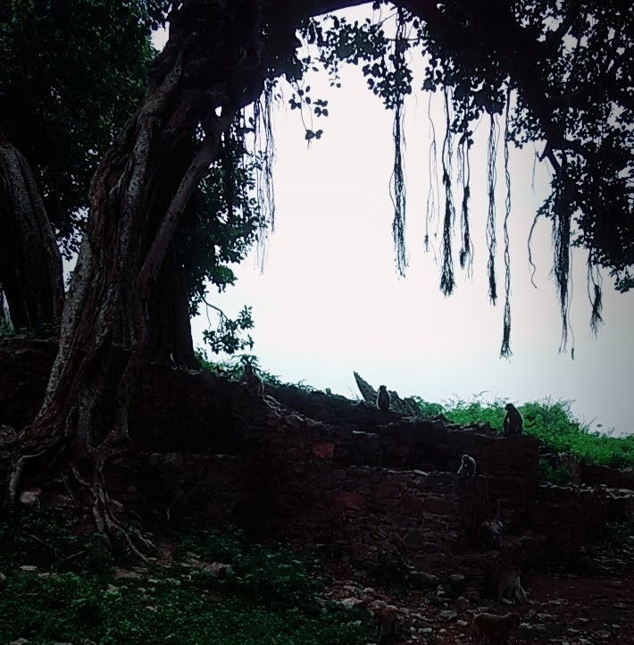 Photo of Bhangarh; The ruined town 6/10 by Touring&tales