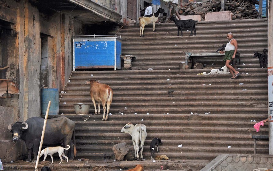 Photo of Varanasi: 3 must do things in The Holy City ⋆ 17/38 by Jana Dunworth
